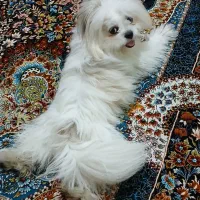 سگ بسیار آروم و بامزه|سگ|رشت, دیلمان|دیوار