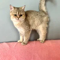 گربه بریتیش چینچیلا گلد