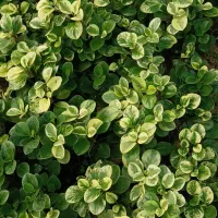 گل آپارتمانی