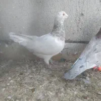 هفرنگ|پرنده|سبزوار, توحیدشهر|دیوار