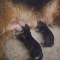 سگ ژرمن نر وماده