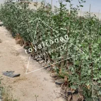 انواع نهال های مثمر و غیر مثمر