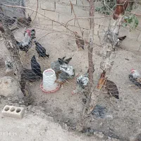 فروش مرغ و خروس وباروک