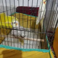 نره ماده سالم