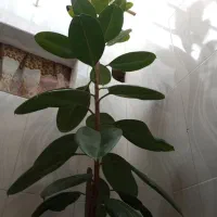 گل گوش فیلی