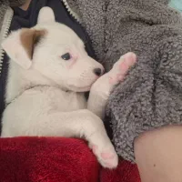 سگ دو ماهه دالمیشن