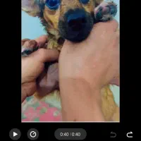 سگه گمشده|سگ|جیرفت, |دیوار