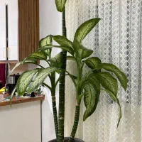 دیفن باخیا|گل و گیاه طبیعی|رشت, پل تالشان|دیوار