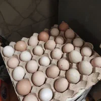 تخم مرغ محلی