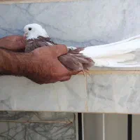 کبوتر