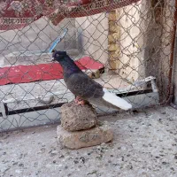 کفتر صید|پرنده|تربت جام, میان جام|دیوار