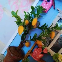 کارت ملی گم شده