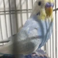 جوجه مرغ عشق و نرو ماده تک رینبو بنفش