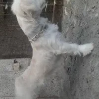 سگ اشپیتز و شتیزو|سگ|مشهد, بهمن|دیوار