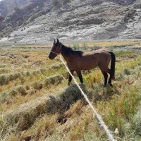 اسب|اسب و تجهیزات اسب‌سواری|دوگنبدان, |دیوار