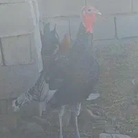 سلام یه جفت بوقلمون جوان وسرحال|حیوانات مزرعه|ایذه, |دیوار