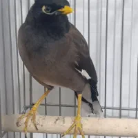 مرغ مینا