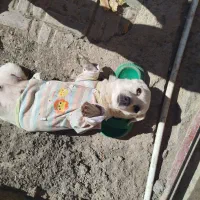 سگ پامر مهربون