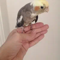 نر بالغ اساله ،آماده جفت، دستی ورام  وجوجه سرلاکی