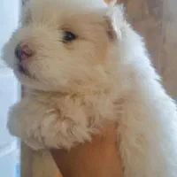 سگ تریر عروسکی