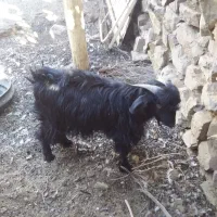 بزغاله فروشی|حیوانات مزرعه|سربیشه, |دیوار