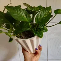 گل های طبیعی فروش و معاوضه