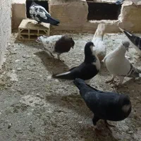 کفتر رنگه آلمانی جفتگاع پرشی کبوتر فروش فوری|پرنده|مشهد, کشف|دیوار