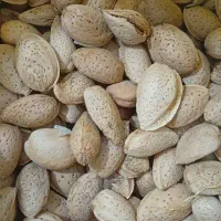 بادام ولواشک قرقوروت
