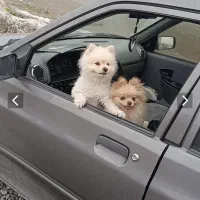 پامرین خرسی