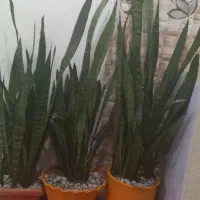 گل های سانسوریا با گلدان