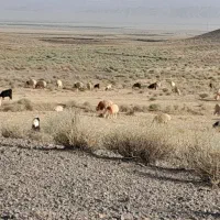 یک راس بره نر یک بزغاله نر