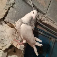 کبوتر بهبهونی نر رنگی|پرنده|شیراز, کاراندیش|دیوار
