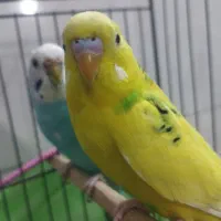 جفت مرغ عشق|پرنده|قم, نخودی|دیوار