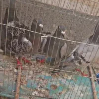 چهار تا کفتر نر پلاکی