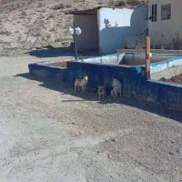 توله سگ نژاد سنگسری