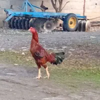 خروس لاری|حیوانات مزرعه|علی‌آباد کتول, |دیوار