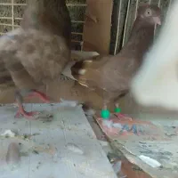 کبوتر|پرنده|سعدآباد, |دیوار