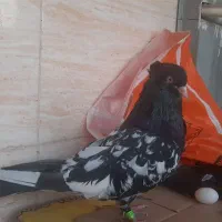 کله اهوازی ذات قدیم|پرنده|اهواز, کوی باهنر|دیوار