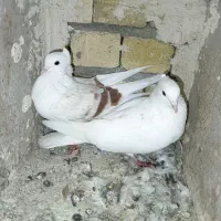 گرده دار کبوتر|پرنده|بروجرد, |دیوار