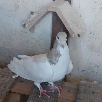 کبوتر|پرنده|شیراز, تندگویان|دیوار
