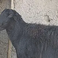 قوچ قره قزل|حیوانات مزرعه|شهرضا, |دیوار