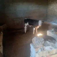 گاو سمینتال با گوساله|حیوانات مزرعه|ایجرود, |دیوار