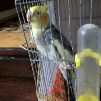 فروشی۲عدد|پرنده|رشت, پاره بیجار|دیوار