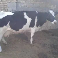 گاو و گوساله