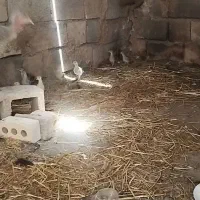 جوجه بوقلمون و جوجه مرغ معاوضه ای.