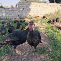 فروش بوقلمون محلی|حیوانات مزرعه|یامچی, |دیوار