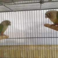 فروش طوطی گرینچیک و کوتوله