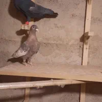 نر و ماده سرک سیاه و تافته ای