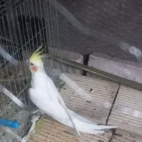 عروس هلندی|پرنده|مسجد سلیمان, |دیوار