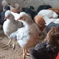 جوجه مرغ گلپا دورگ